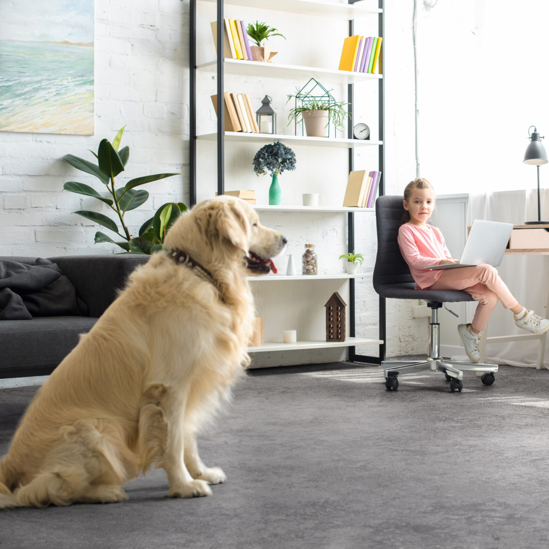 LVT, Vinyl Rolls & Linoleum